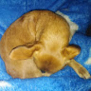 Meet your Posher, Diego